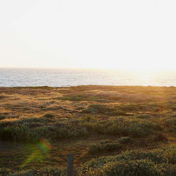 Abel Golden Neroli Perfume morning landscape with ocean