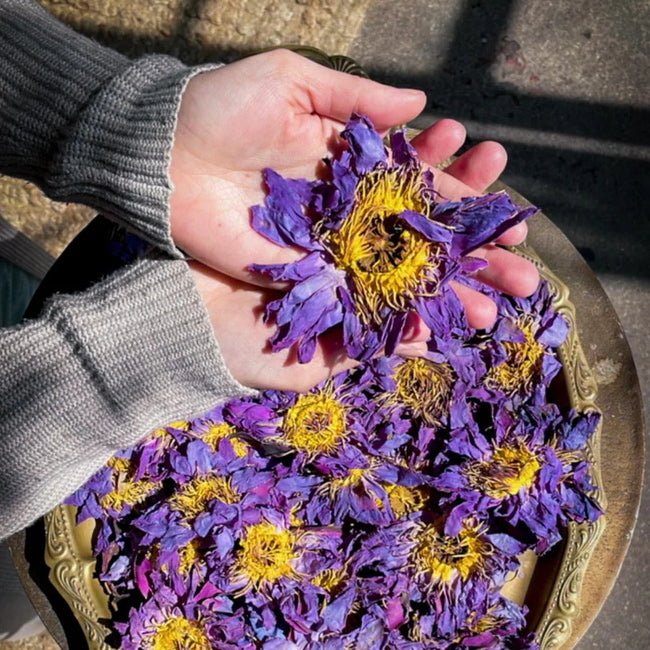 Blue Lotus: Whole Flowers 3 stk - flower in hand