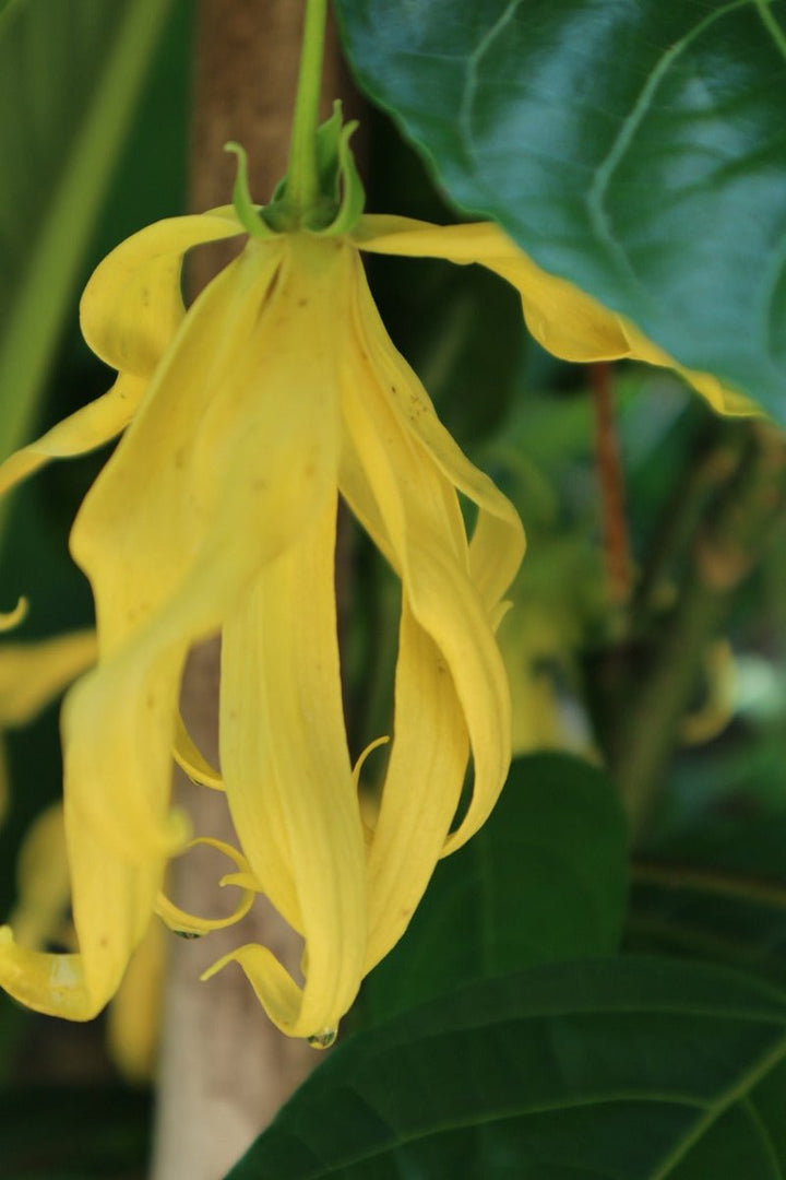 Ylang Ylang Plant