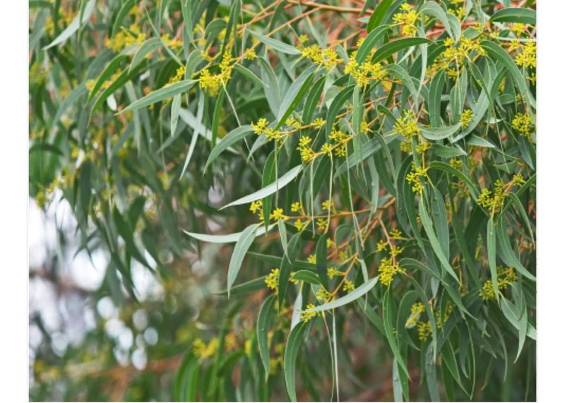 Eucalytus Essential Oil | Organic 15 ml - Plant