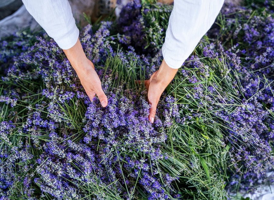 Lavender Kashmir