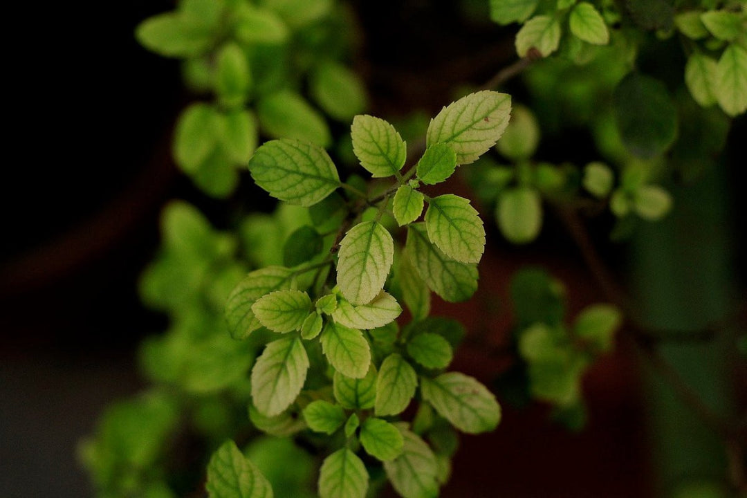 Tulsi Holy Basil