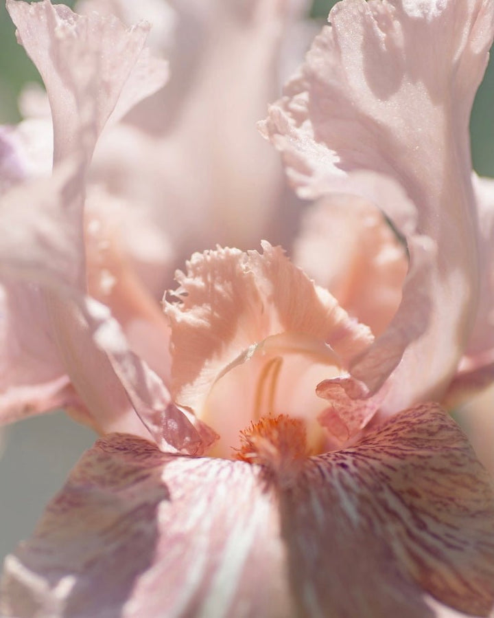 Poudre Désir Extrait de Parfum Mood Blossom