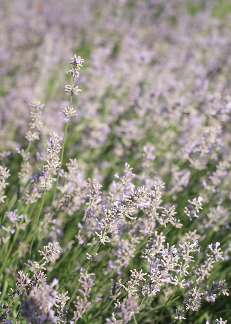 Kruut Daily Ritual Face Tonic - Demeter-Lavendel 