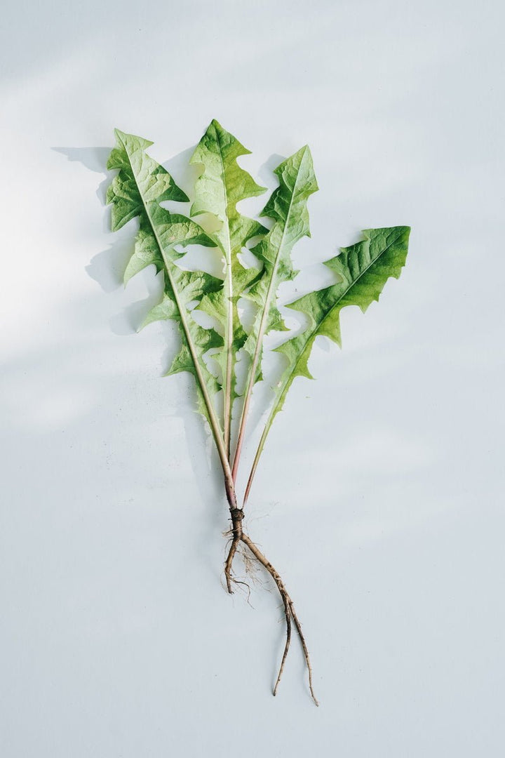 Kruut Heimische Superfoods Wildpflanzenpulver Löwenzahn