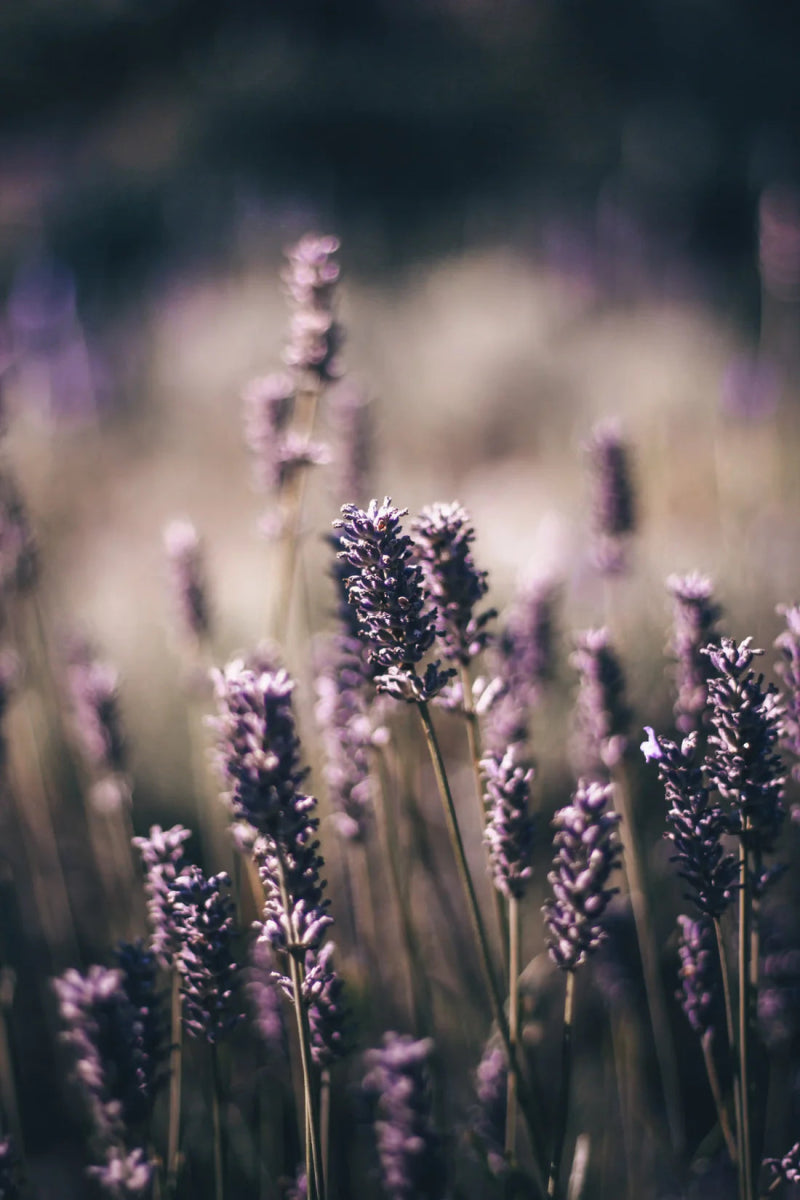 Duftkerze Mußezeit - Lavendel