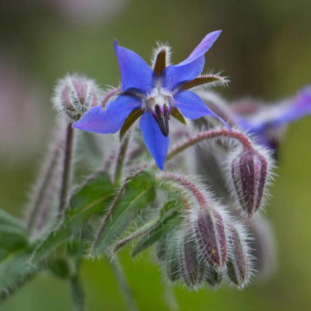 Oden French Borage - Borretsch Pflanze