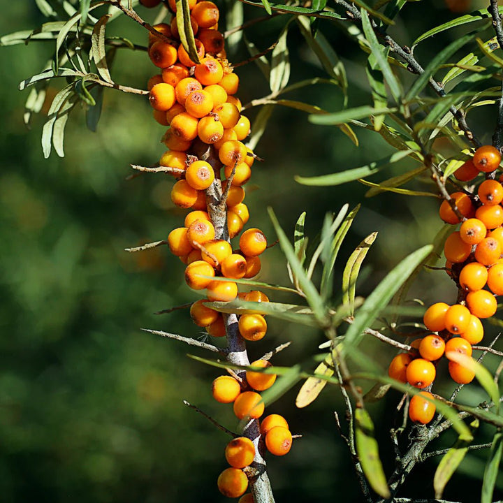 Oden Vitamin Serum Sanddorn