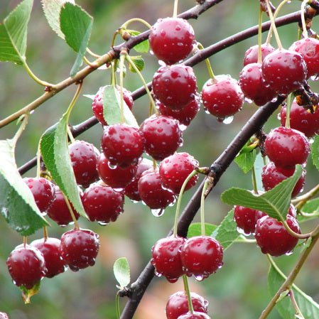 Oden Vitamin Serum Sauerkirsche