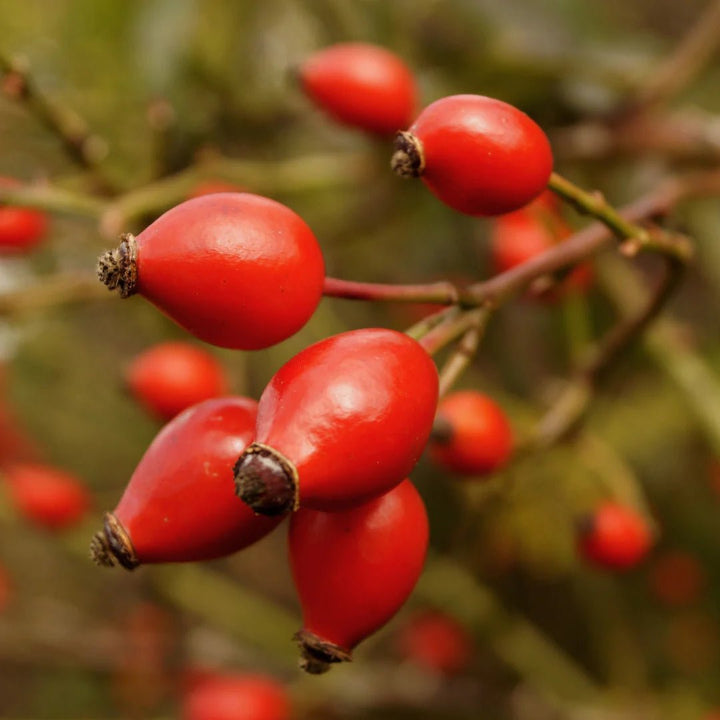 Oden Rosehip Concentrate - Hagebutte