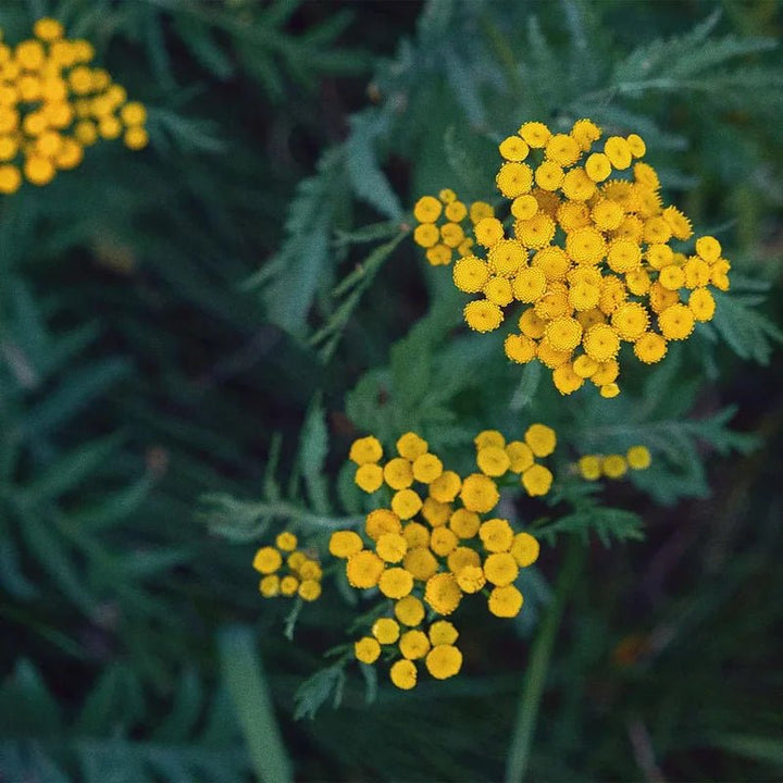 The Evening Glow Blue Tansy